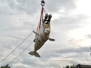 Shedd Aquarium Rescues Beluga Whales