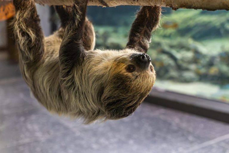 Shedd Aquarium Welcomes New Sloth