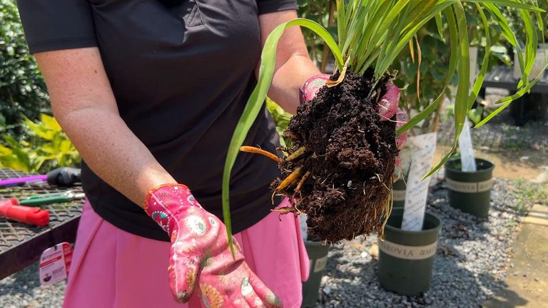 Shreveport Gardeners Learn How To Divide Perennials For Healthier Blooms