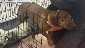 Six Additional Dachshunds Rescued From Hoarding Home As 21 Others Recover In Tam