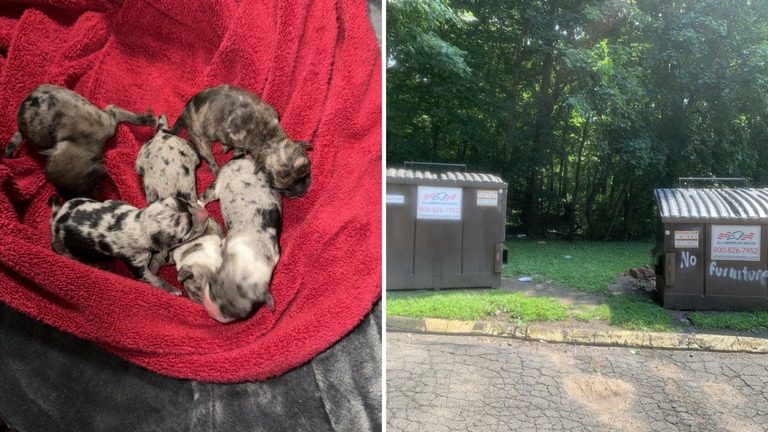 Six Newborn Puppies Rescued After Being Abandoned At New Haven Condo Complex