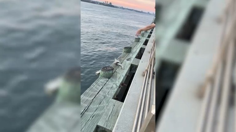 Small Shark Retrieved From Hudson River In New York City