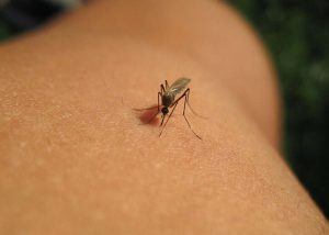 South Carolina Health Dept Declares West Nile Virus Outbreak In Pee Dee Region