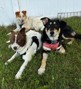 South Windsor Family Fosters Rescued War Dogs Connecting Veterans And Community