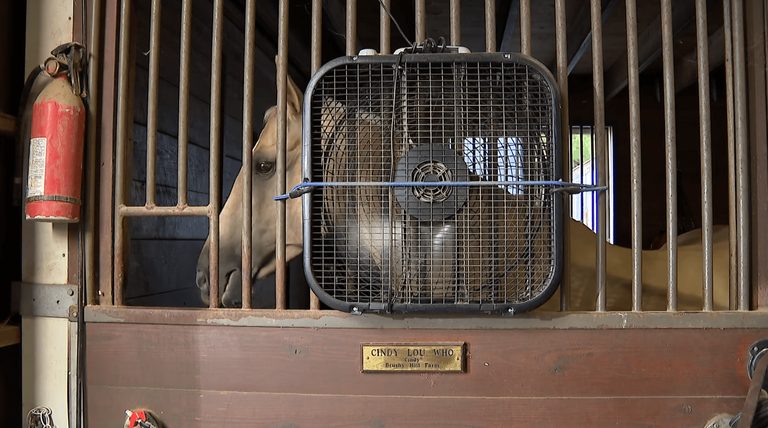 Southbury Horse Farm Recovers From Storm