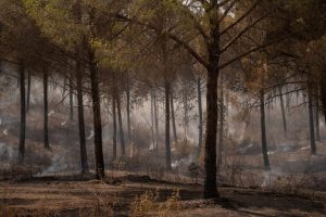 Spain Battles Wildfires