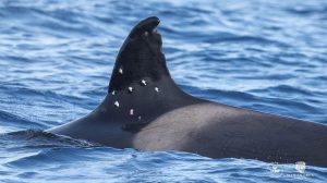 Spain Launches Probe After Oldest Iberian Orca Shows Possible Shotgun Wounds