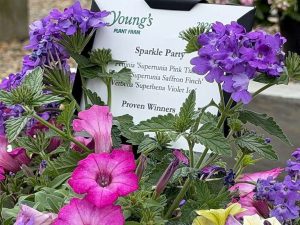 Sparkle Party Container Garden Brings Tropical Vibes To Texas Backyards