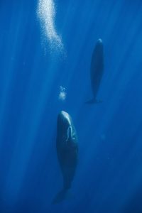 Sperm Whales Use Bubble Releases To Rest