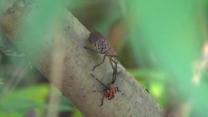 Spotted Lanternflies Swarm Connecticut Experts Say Natural Predators May Curb Th