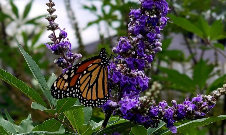 Springdale To Host Free Monarch Flight Festival At Luther George Park