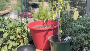 Squirrels Eating Tomatoes In Colorado Springs