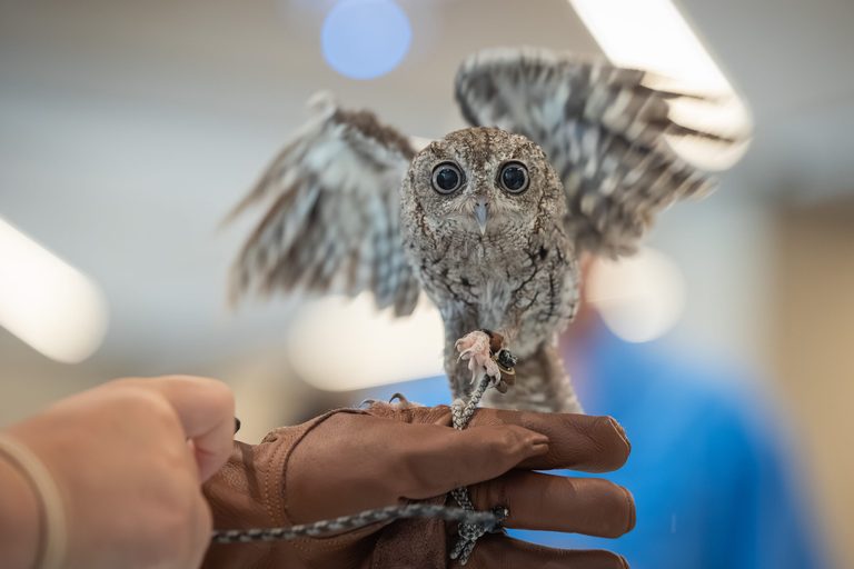 St Pete S James Museum Hosts Family Friendly Menagerie