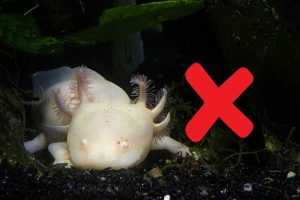 States Where Owning An Axolotl Pet Is Prohibited Or Requires A Permit