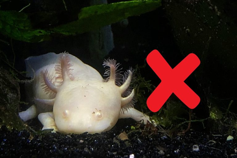 States Where Owning An Axolotl Requires A Permit Or Is Prohibited