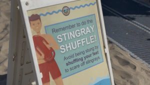 Stingray Encounters Rise On Carpinteria Beaches As Ocean Temperatures Climb