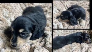 Stolen Puppy Returned Home