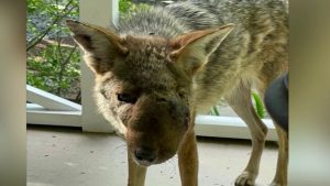 Studio City Residents Rally To Help Injured Coyote Known As Wendy