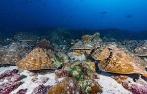 Study Finds El Ni O Events Growing Stronger Amid Human Caused Warming