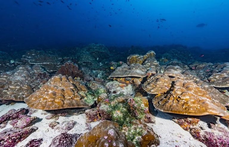 Study Finds El Ni O Events Growing Stronger Amid Human Caused Warming