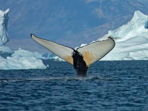 Study Shows Warming Arctic Waters Draw More Baleen Whales To East Greenland