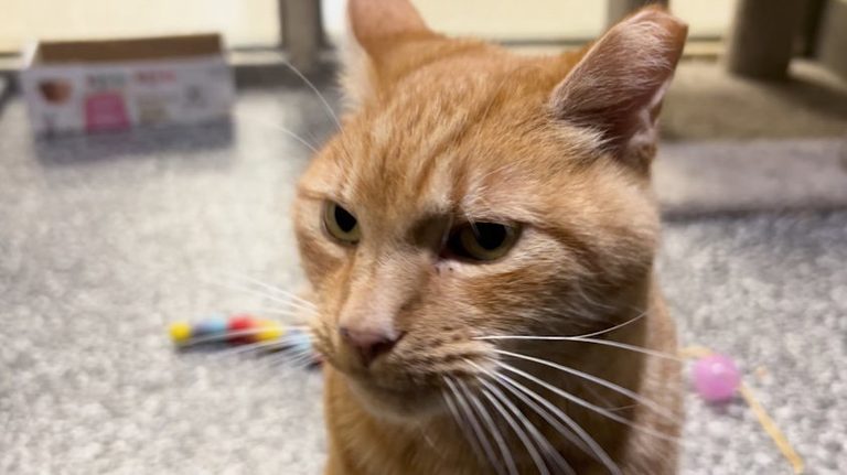 Talkative Cat Sir Rattles Awaits Forever Home At Brightside Animal Center In Red