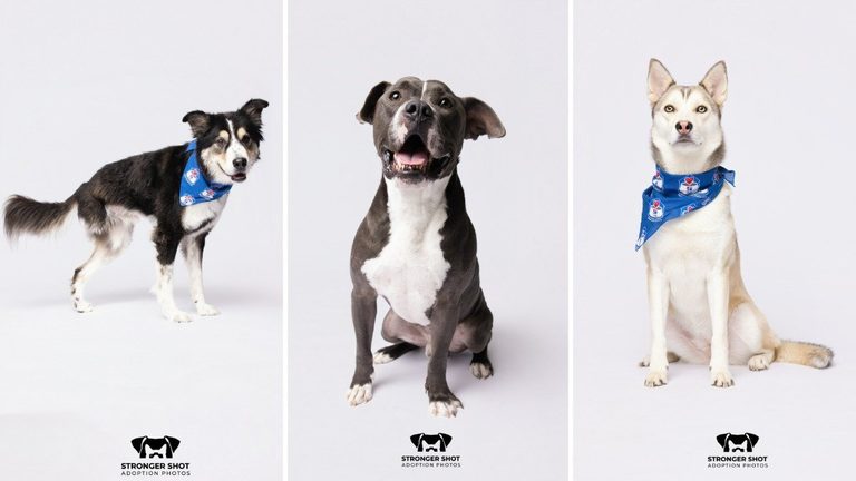 Tampa Photographer S Stronger Shot Boosts Shelter Pet Adoptions