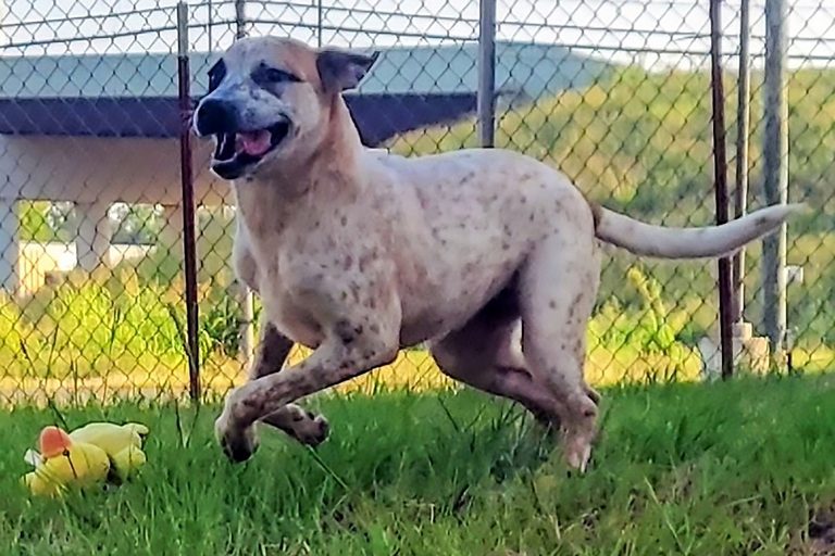 Texarkana Animal Care Center Introduces Nova A Five Month Old Australian Cattle