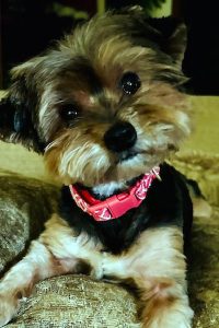 Texarkana Animal League Seeks Home For Molly