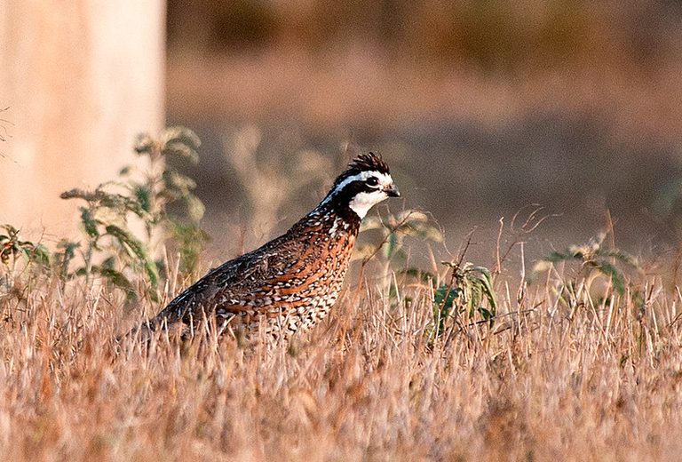 Texas Acquires New Wildlife Area