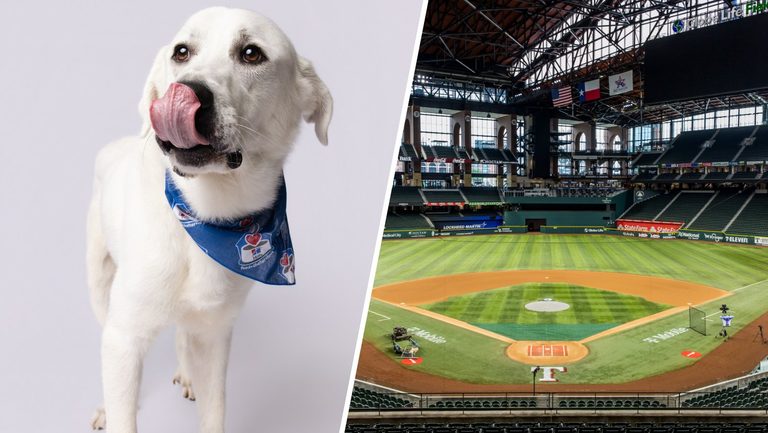 Texas Rangers Host Shelter Dogs