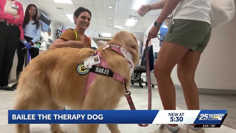 Therapy Dog Bailey Brightens Patients At Hca Florida Palms West Hospital