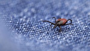 Ticks Spreading Lyme Disease In Nc