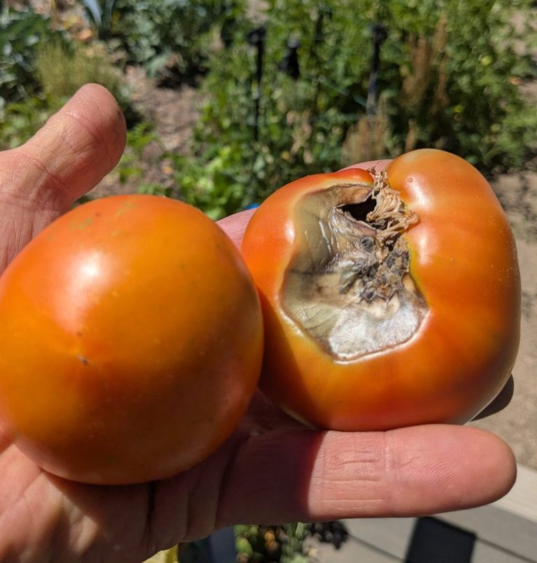 Tomato Growers Face Blossom End Rot