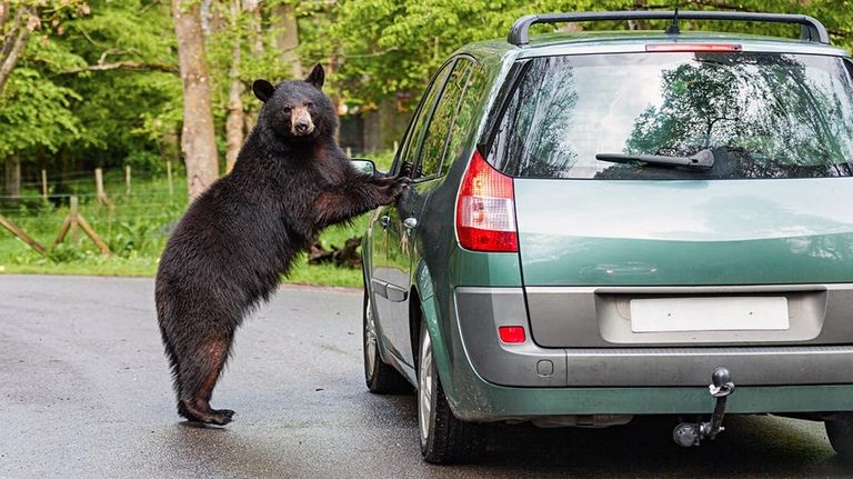 Tourists Break Suv Window To Free Black Bear Trapped In Gatlinburg Vehicle