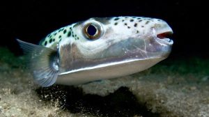Toxic Fish Spotted In Mediterranean
