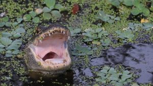 Triathlete Survives Alligator Attack On Savannah River And Vows To Keep Training