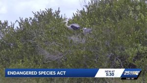 Trump Administration Eases Endangered Species Act Protections Citing Cost And Se