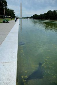 Trump Justice Department Disagree On Reflecting Pool Damage