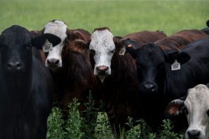 Trump Pledges To Ease Regulations So Ranchers Can Process Their Own Meat