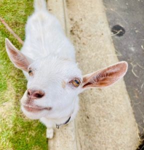 Tuscaloosa Academy Uses Goats To Clear Overgrown Campus Vegetation