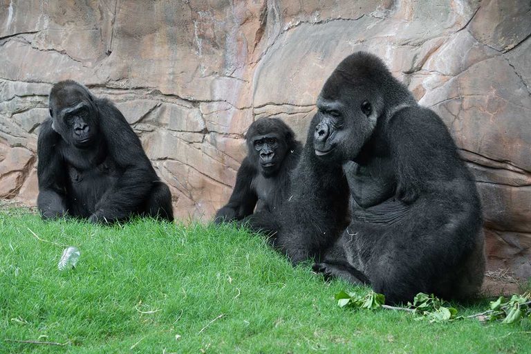 Two Critically Endangered Western Lowland Gorillas Arrive At Oklahoma City Zoo