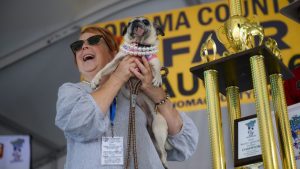 Ukiah Rescue Pug Wins 2026 World S Ugliest Dog Contest In Santa Rosa