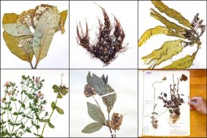 Unc Chapel Hill And Duke Unite To Form Southeast S Largest Plant Herbarium