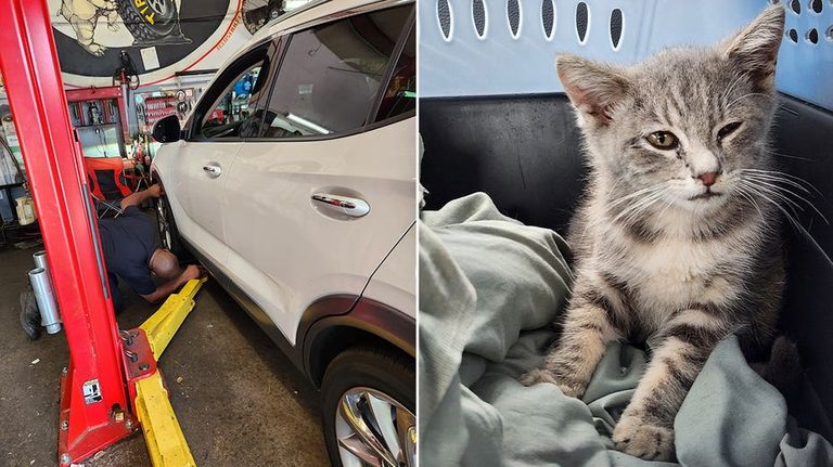 University Of Georgia Student Rescues Kitten Stuck Under Car After 300 Mile Trek