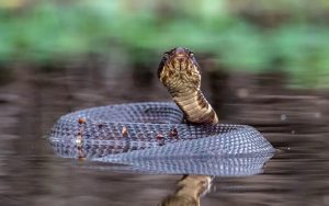 Unusual Animal Encounters Odd Crimes And Curious Incidents Across The South And