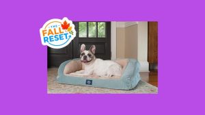 Upgrade Your Pet S Bedding