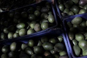 Us Halts Avocado Inspections In Mexico