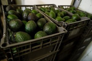 Us Suspends Avocado Imports From Mexico