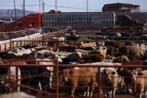 Usda Resumes Mexican Cattle Imports Amid Screwworm Outbreak Aiming To Ease Beef